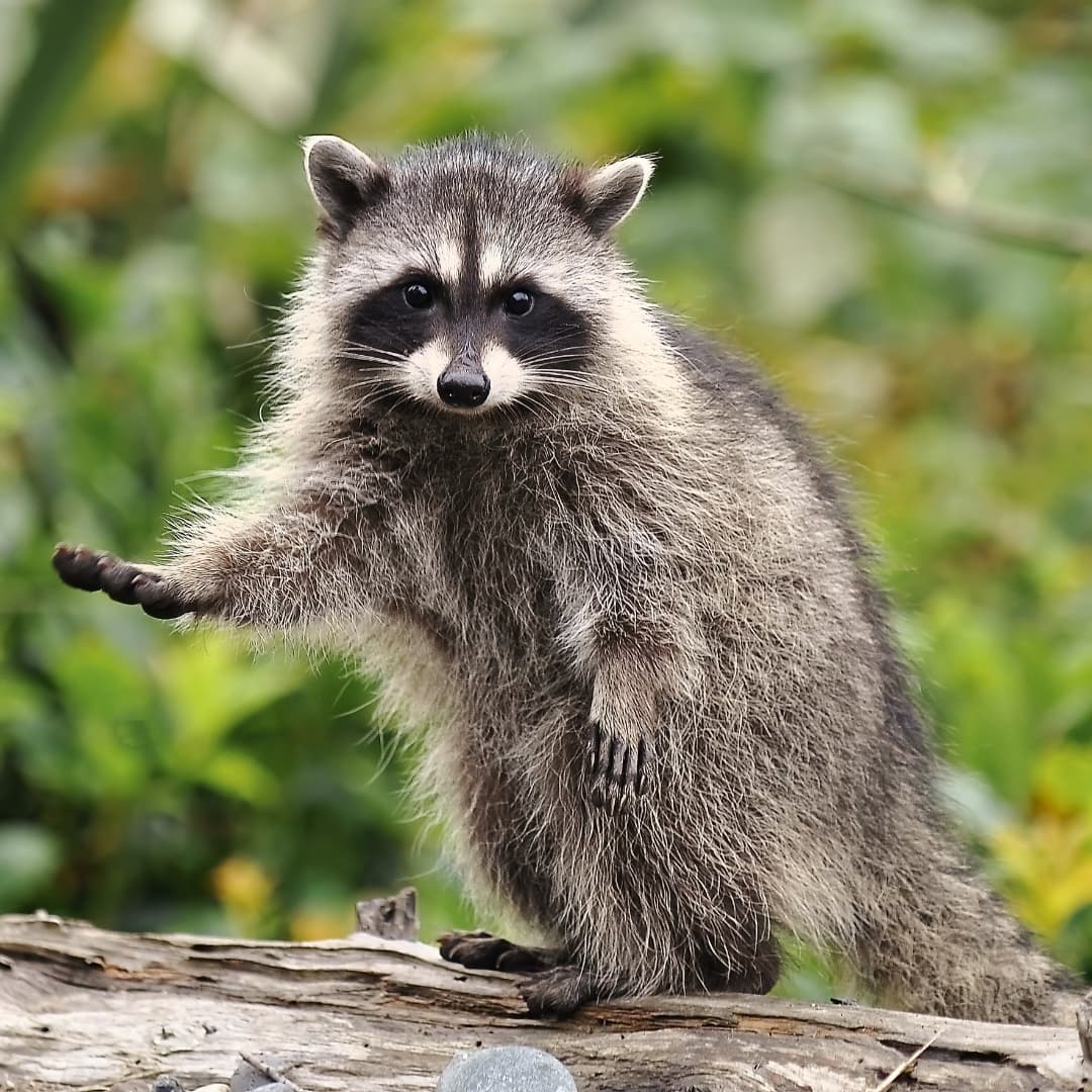 Capture et relocalisation de faune