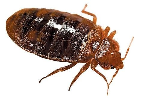 Punaise de lit adulte, insecte brun aplati
